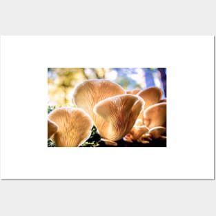 Chanterelle Mushrooms Posters and Art